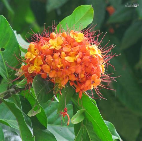 Ashoka flower..!! by TESS JOSE - Photo 30840827 / 500px