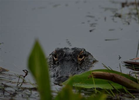 Another swamp Gator. by kmfletch | ePHOTOzine