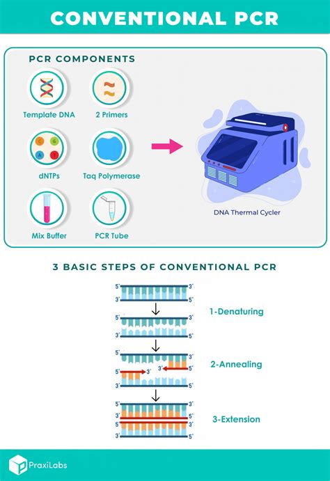 What Are The Three Basic Steps of Conventional PCR?