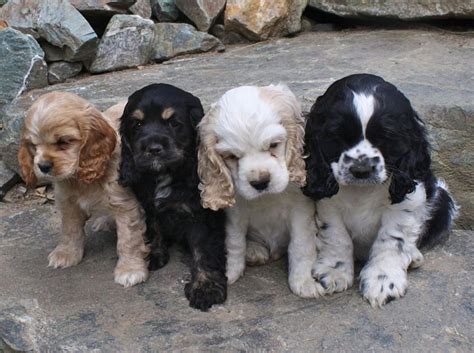 Adorable set of four cocker spaniel puppies in different color variations. | Cocker spaniel ...