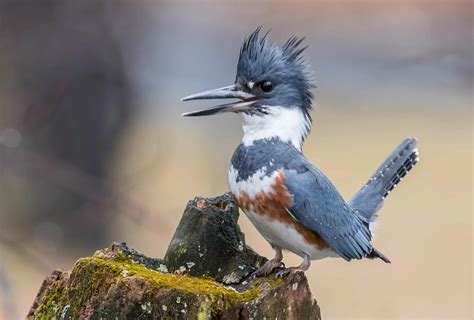 Belted Kingfisher Nest