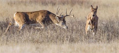 Preparing for Deer Hunting Season » Got Hunts