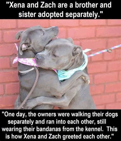 Doggo Family Reunion Cute Funny Animals, Funny Dogs, Animals And Pets, Funny Memes, Cute Puppies ...