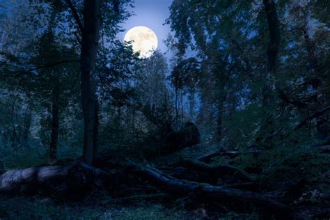 Forest At Night With Moon