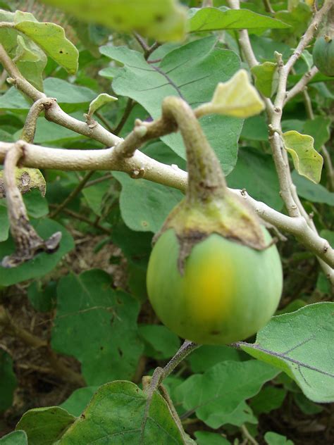 Solanum melongena (eggplant): Go Botany