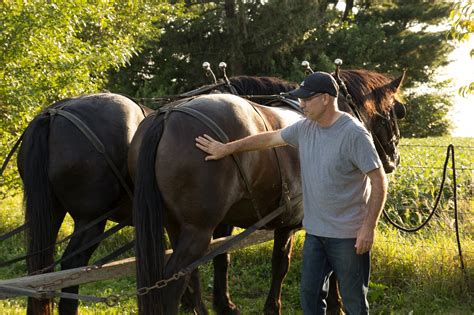 Amish Horses: Amish Credentials