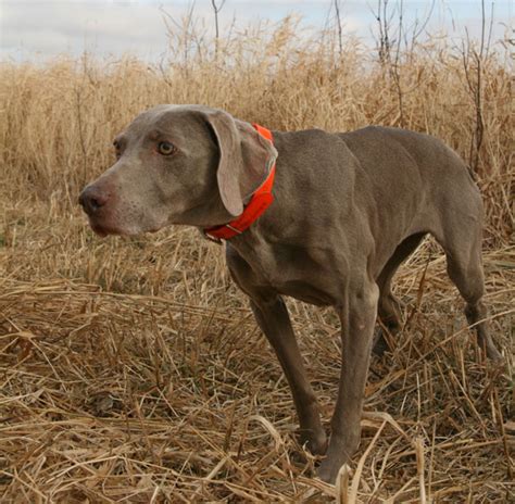 Breed Profile: The Weimaraner - Gun Dog