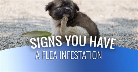 Pest Control Near Me: Signs You Have A Flea Infestation