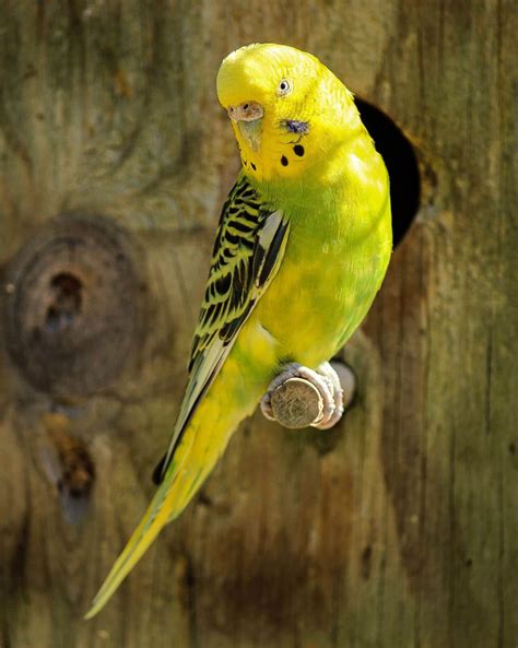 Budgerigar colors and their variety (Photo album) | ThePerruches.com