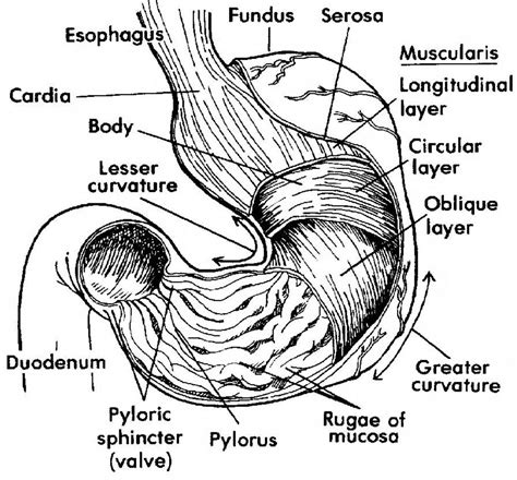 Images 06. Digestive System - Basic Human Anatomy