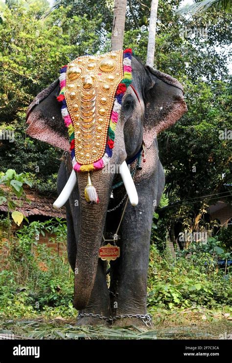 elephant in kerala temple festival Stock Photo - Alamy