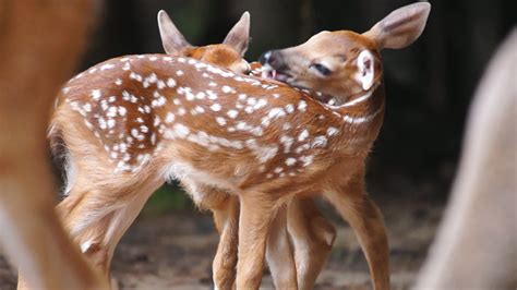 Whitetail Deer Fawns 1275980 Stock Video at Vecteezy