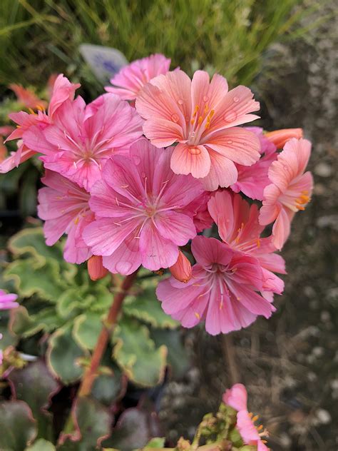 Lewisia cotyledon ‘Sunset Strain’ | Native Sons Wholesale Nursery