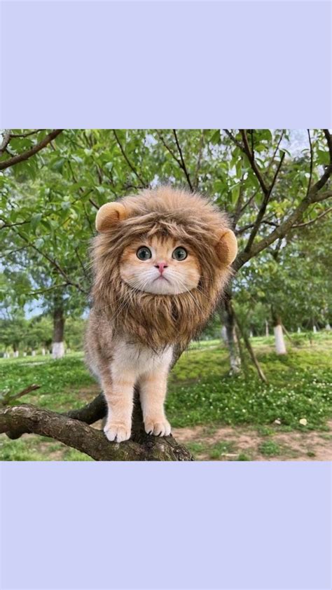 Lion king or Cat king 👑️🦁 ( cat with lion mane ) | Cat tattoo, Cat ...