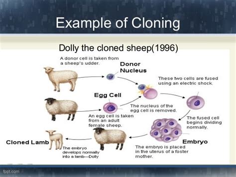 Human cloning