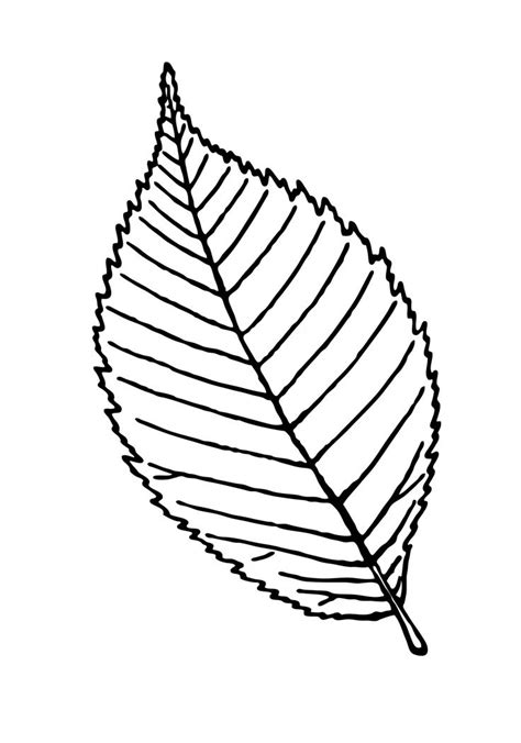 Esquema de la ilustración de la hoja de | Leaf outline, Palm leaf art ...