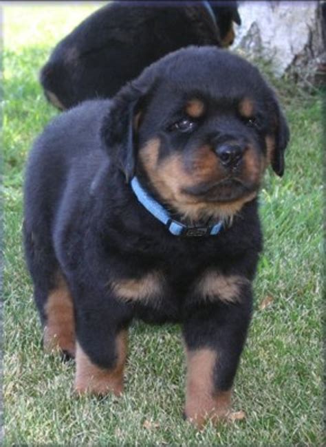 Training: Rottweiler Training