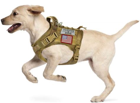 The Best Service Dog Vests in 2023 | PawGearLab