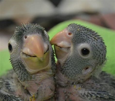 123 best images about Baby Parrots on Pinterest | Birds, Conure and 1 month olds