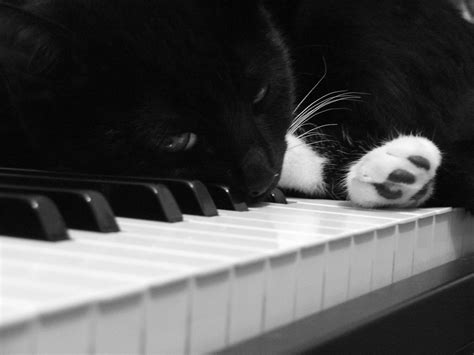 Piano Cat I | My bed....no you cannot play! I'm sleeping her… | Flickr