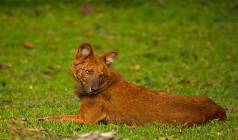 Nameri National Park - Truly India Tours