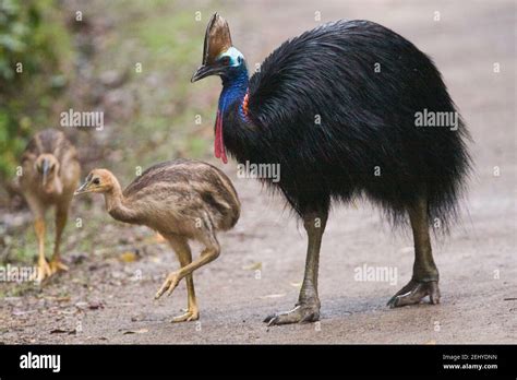 Southern Cassowary male with chicks Stock Photo - Alamy