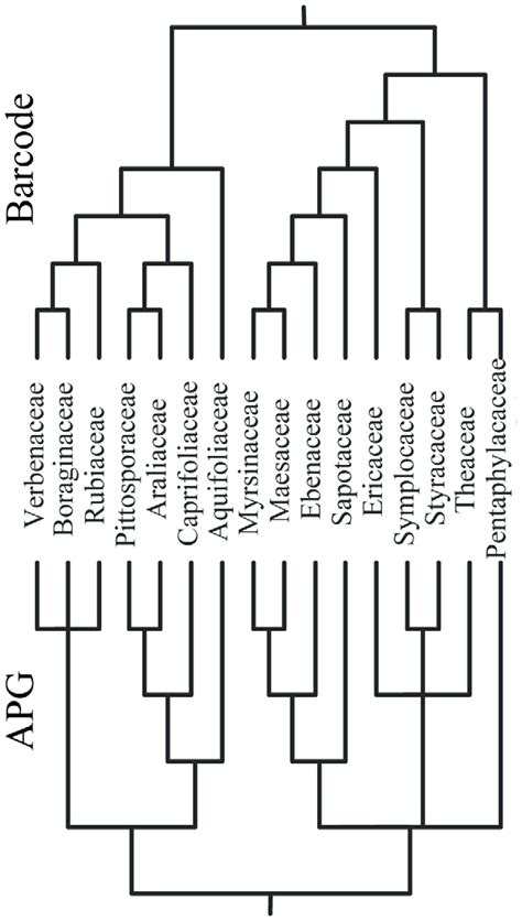 A comparison of the family-level relationships within the Asterid... | Download Scientific Diagram