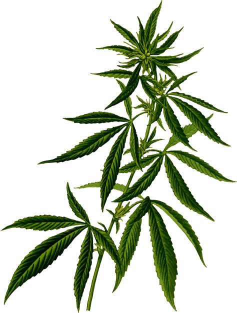 Cannabis Clip Art