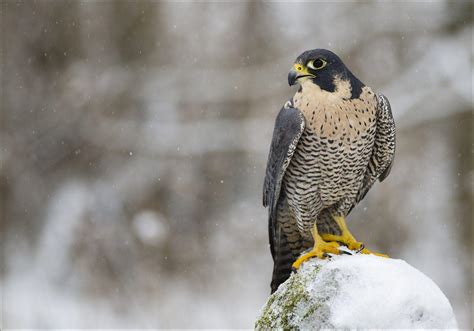 Peregrine Falcon Wallpapers - Wallpaper Cave