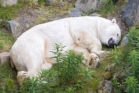 70+ Polar Bear Napping Stock Photos, Pictures & Royalty-Free Images ...