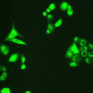 HepG2 Stable Cell Line - HepG2 Transfection