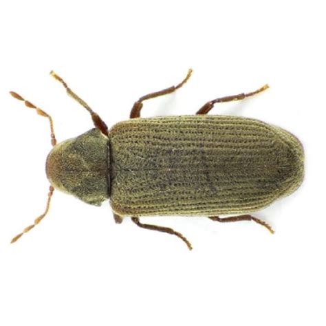 Furniture Carpet Beetle Identification & Info | Magic Exterminating ...