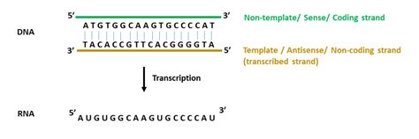 Template Strand Vs Non Template Strand