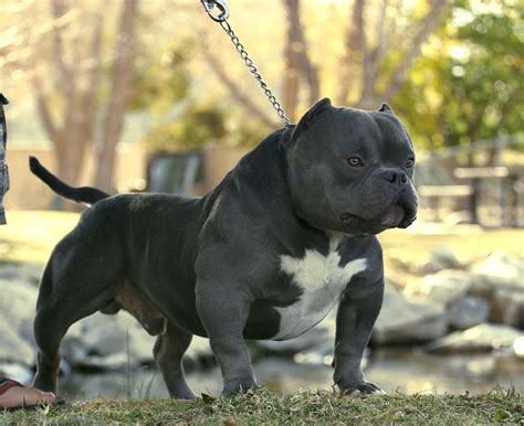 American Bully Micro Bully Exotic Pocket Extreme - MICRO BULLY