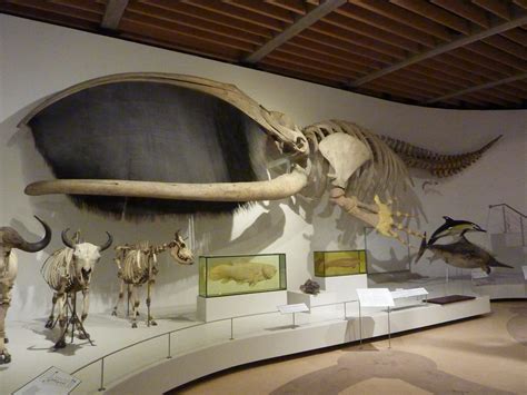 Bowhead whale skeleton with baleen | Beth | Flickr