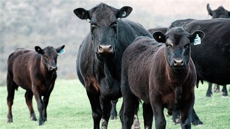 Top 15 Cattle Breeds That Can Make You Rich | Farming Base