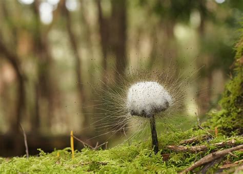 If it were underwater, this would be the perfect Medusoid Mycelium... Slime Mould, Mushroom ...