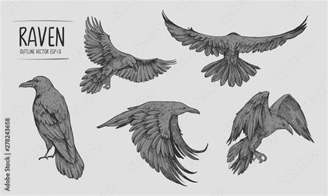 Sketch of flying raven. Hand drawn illustration converted to vector ...