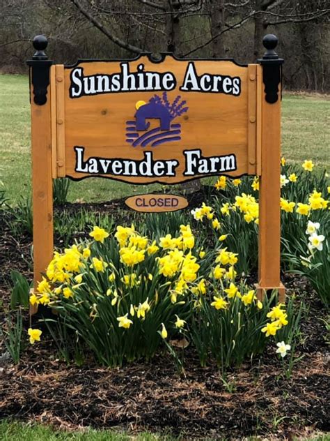 Sunshine Acres Lavender Farm - Home | Facebook