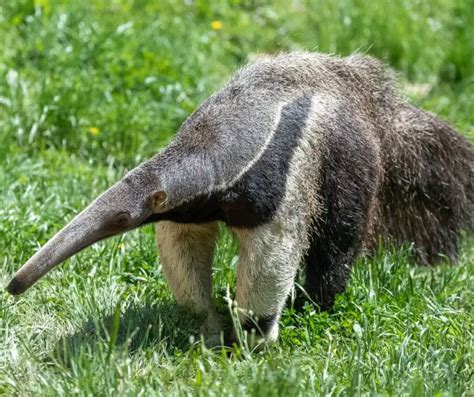 Anteater Facts for Kids - KonnectHQ