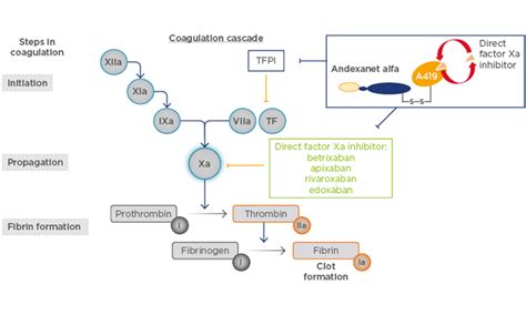 Reversal of Apixaban and Rivaroxaban Anticoagulation by Andexanet Alfa in ANNEXA-A and ANNEXA-R ...