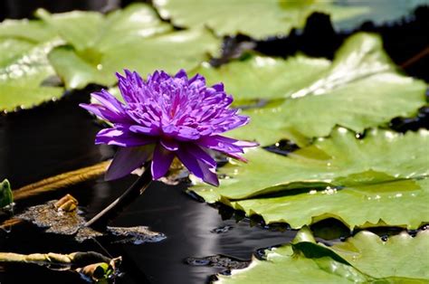 Nymphaeaceae (Water Lilies) | Water Gardens at Longwood - Th… | Flickr