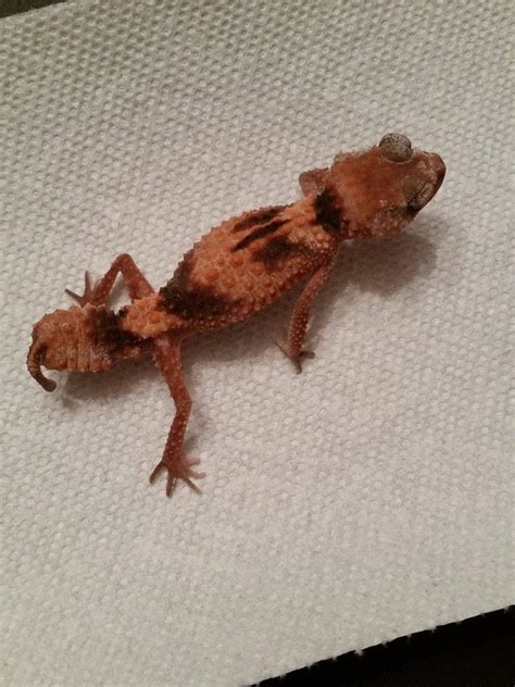 Knob Tailed Gecko (Neprurus wheeleri) - Gecko Time