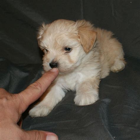 Havanese Puppies Available – Lovey x Tater | EL MORRO HAVANESE