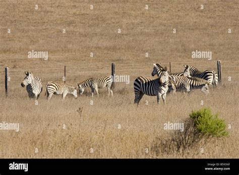 Zebras on Hearst Castle Property Stock Photo - Alamy