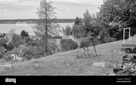 image of deer fallow outdoor. deer fallow in the street. deer fallow animal. deer fallow brown ...