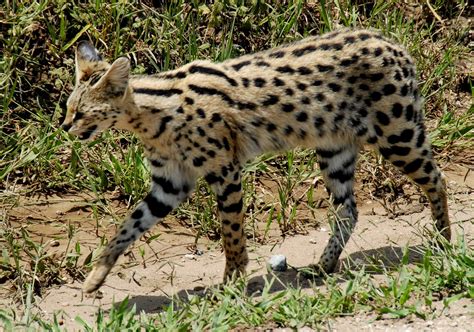 African Serval cat size, diet & population, how long does a serval live? - Funny Animals