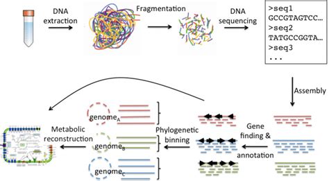 Metagenomics – NGS Analysis