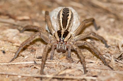 Interesting Fact About Wolf Spider - Interesting Facts