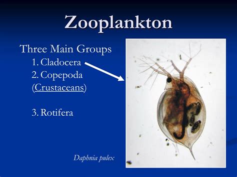 PPT - Freshwater plankton PowerPoint Presentation, free download - ID:1275750